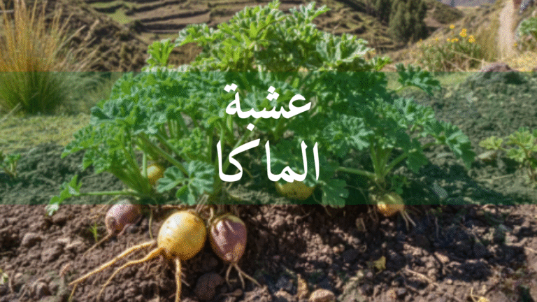 عشبة الماكا: #15 فائدة مذهلة للطاقة والهرمونات (دليل شامل)