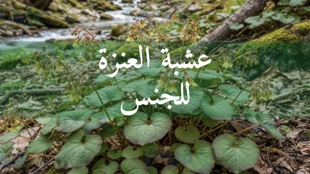عشبة العنزة للجنس