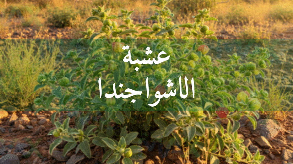 عشبة الاشواجندا