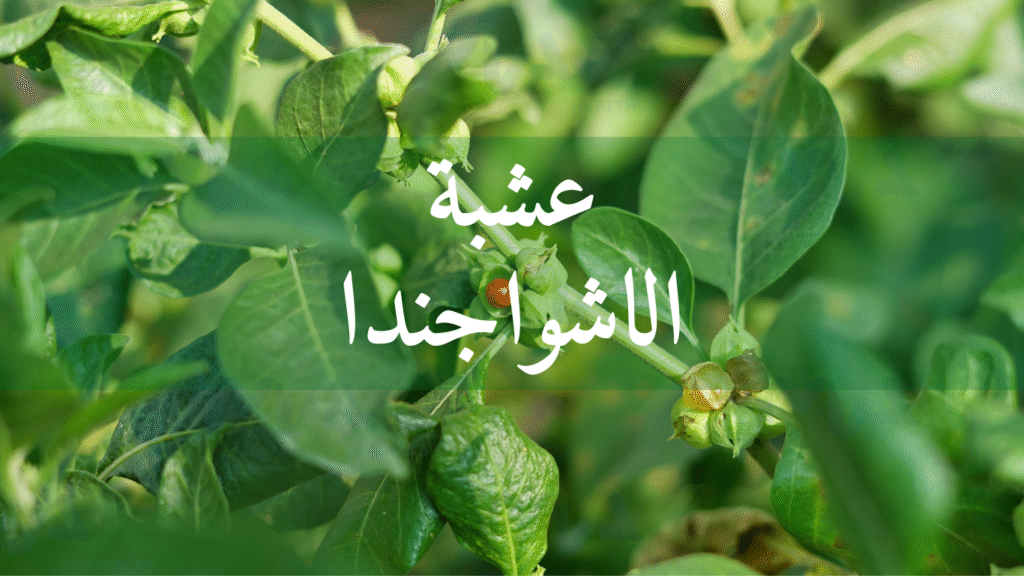 عشبة الاشواجندا