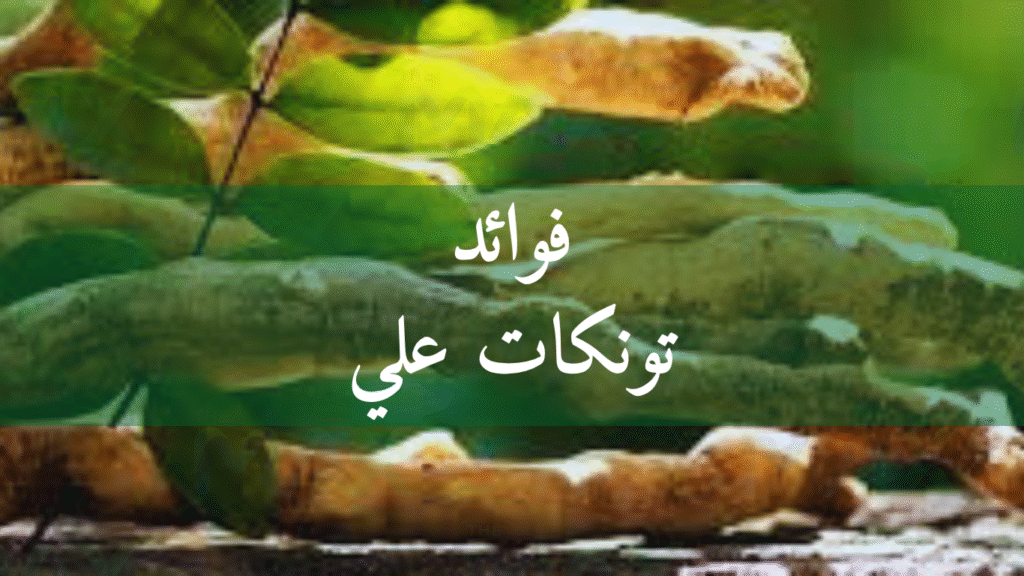 فوائد تونكات علي