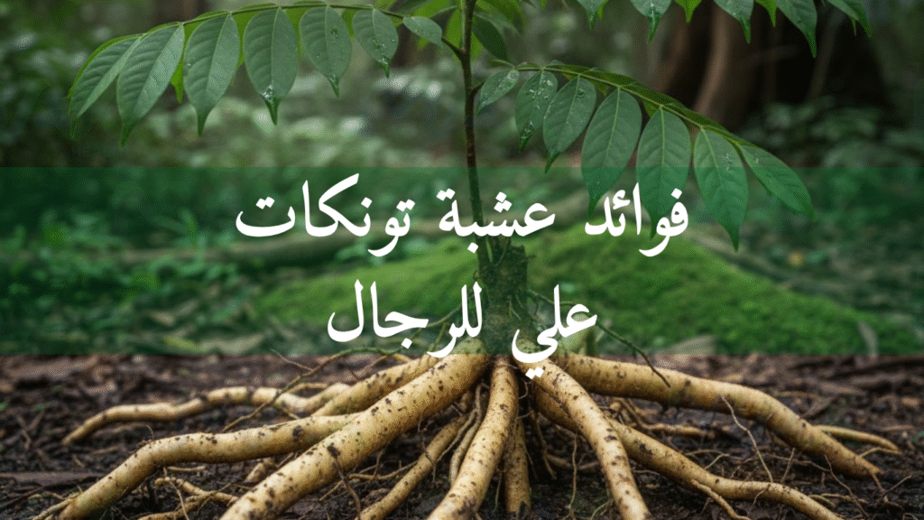 فوائد عشبة تونكات علي للرجال