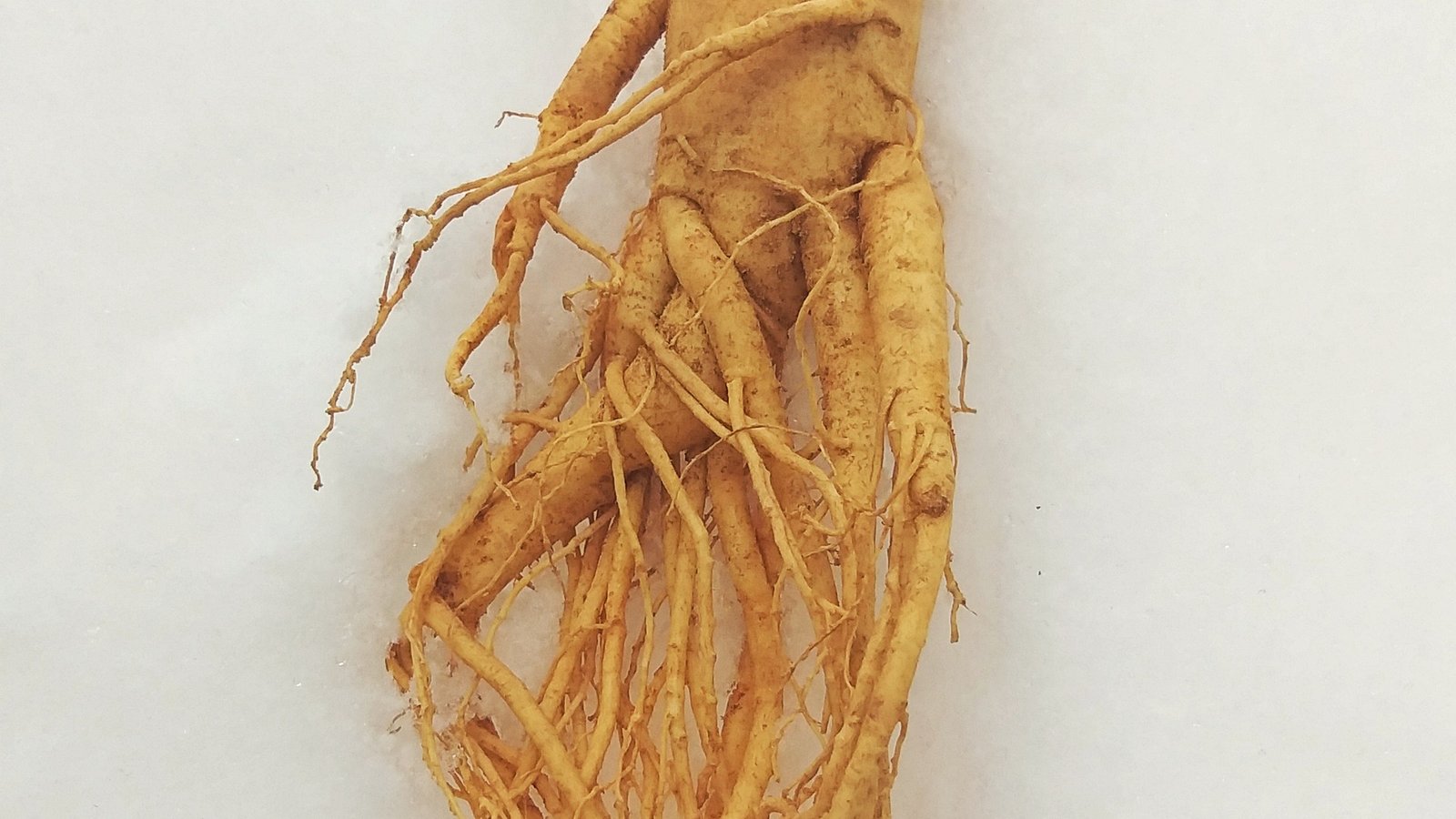 Akar Ginseng Merah Korea asli untuk keanjalan salur darah arteri dan kesihatan jantung