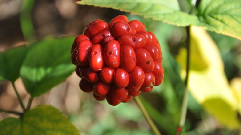 High-resolution photograph of an authentic living Panax ginseng plant bearing ripe red medicinal berries and healthy green foliage