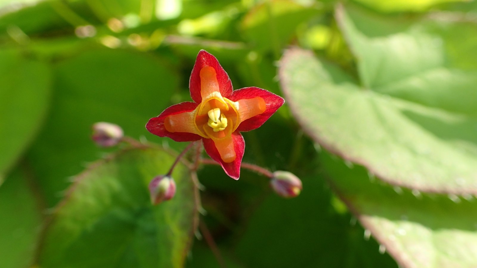 Daun herba Epimedium tulen kaya dengan flavonoid icariin