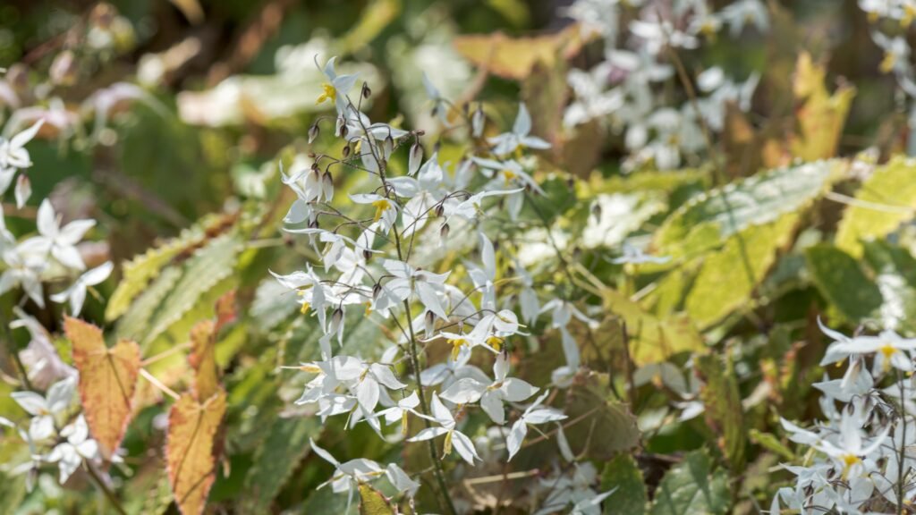 High-resolution photograph of authentic Epimedium brevicornum flowering plant growing in its native botanical mountain habitat