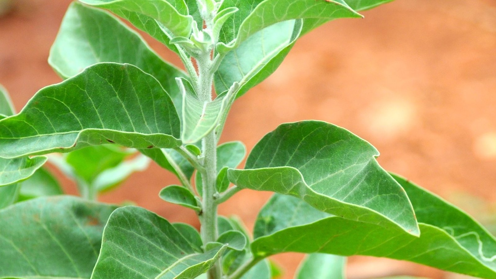 Vibrant fresh green leaves and stem of an organic Ashwagandha (Withania somnifera) botanical plant growing in nature