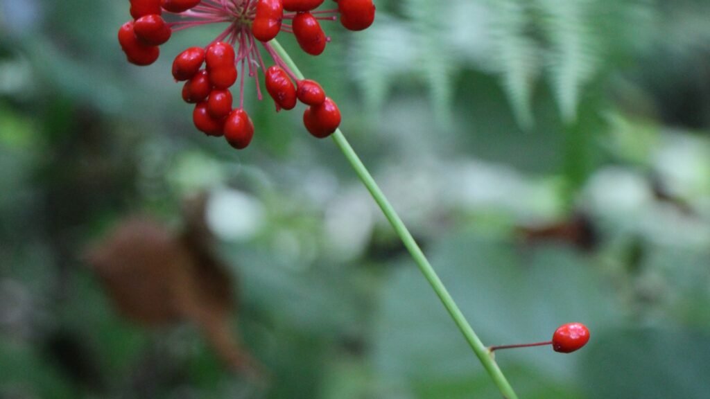 Tumbuhan herba Panax ginseng asli tumbuh subur di tanah pergunungan yang kaya mineral