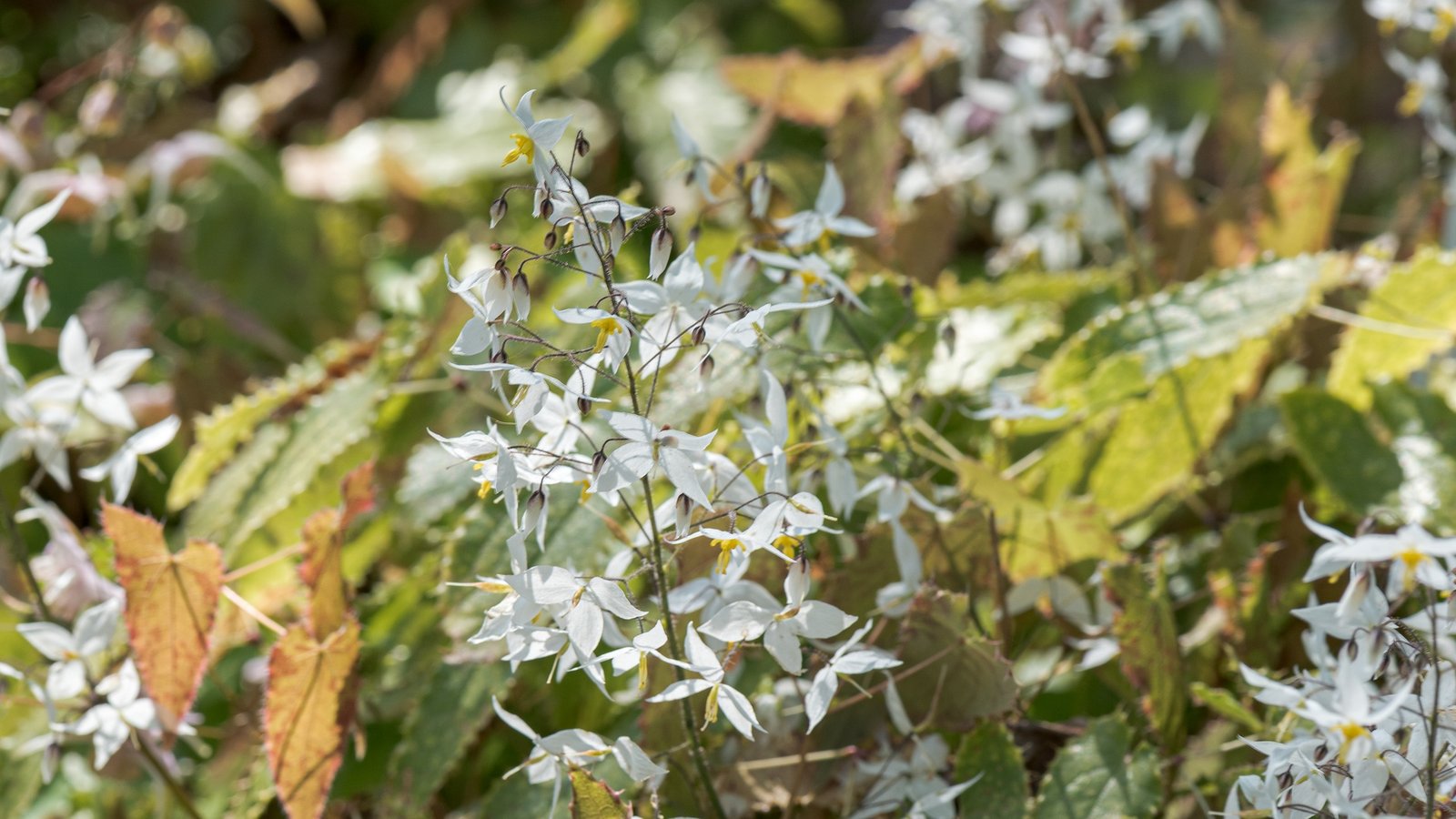 Gambar botani resolusi tinggi pokok herba Epimedium (Horny Goat Weed) berbunga segar yang kaya dengan sebatian bioaktif icariin