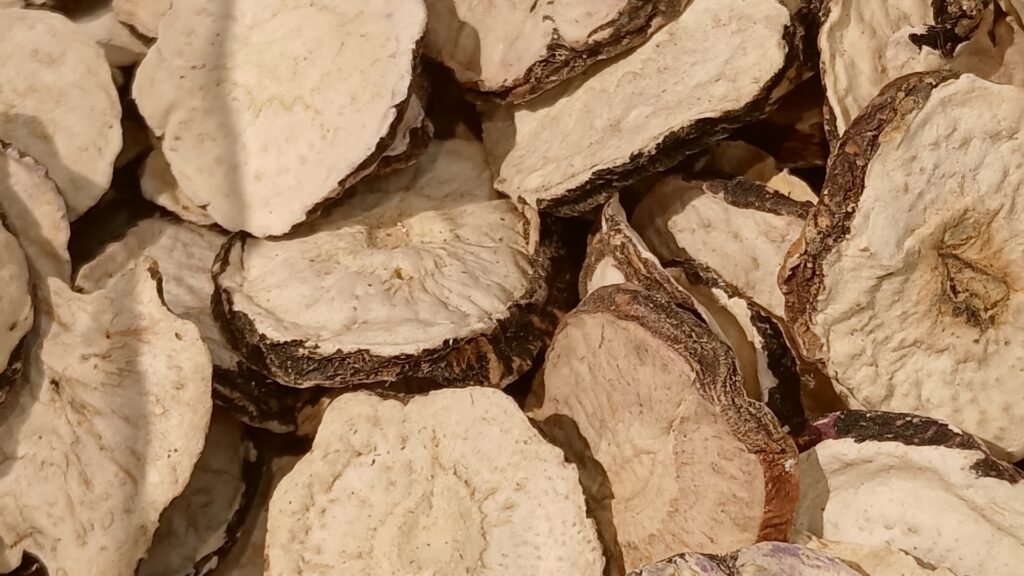 Gambar resolusi tinggi hirisan akar herba Maca asli kering yang kaya dengan sebatian macaenes dan macamides