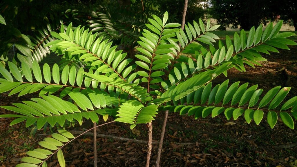 High-resolution photograph of authentic Malaysian Tongkat Ali (Eurycoma longifolia) root wood logs harvested from rainforest soils