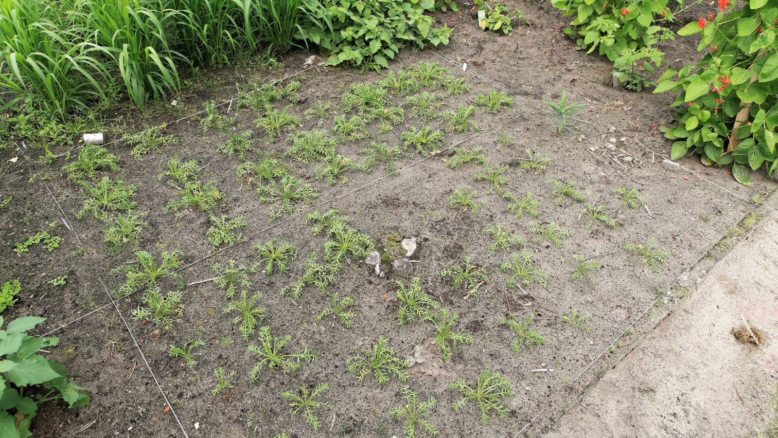 Pokok herba Maca hidup dengan dedaun hijau subur di atas tanah semulajadi