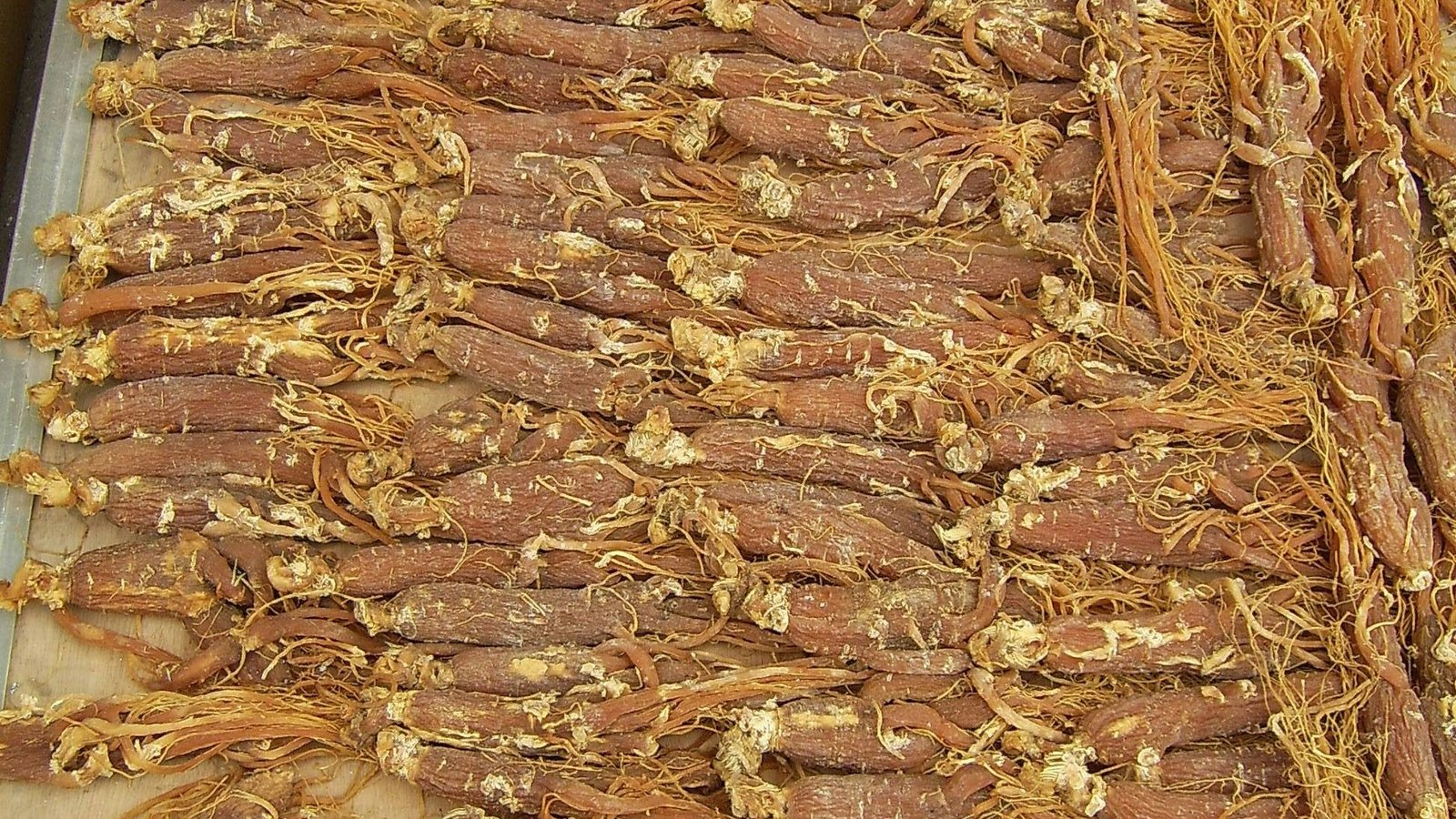 Authentic steamed Korean red ginseng roots displaying rich medicinal color